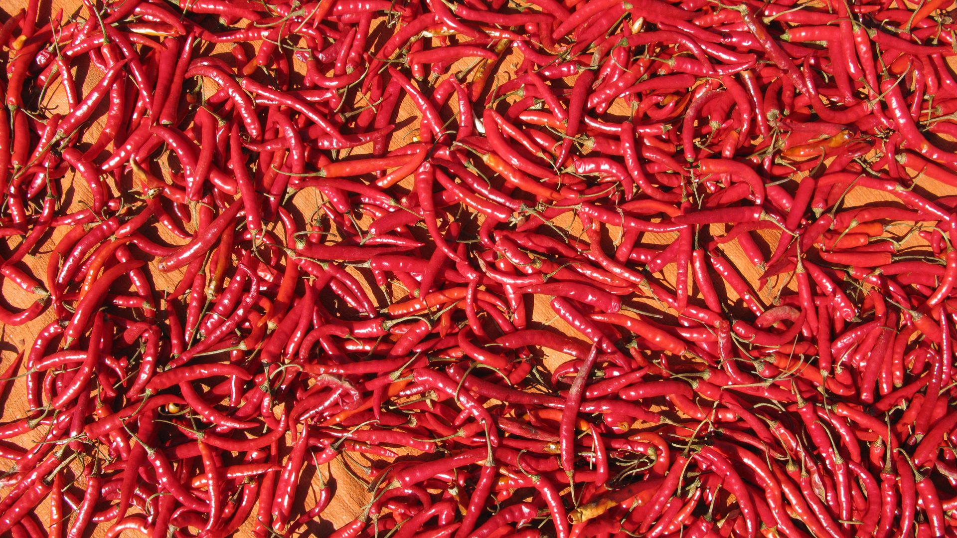 Red chili peppers drying in the sun — the first step of our spice supply chain